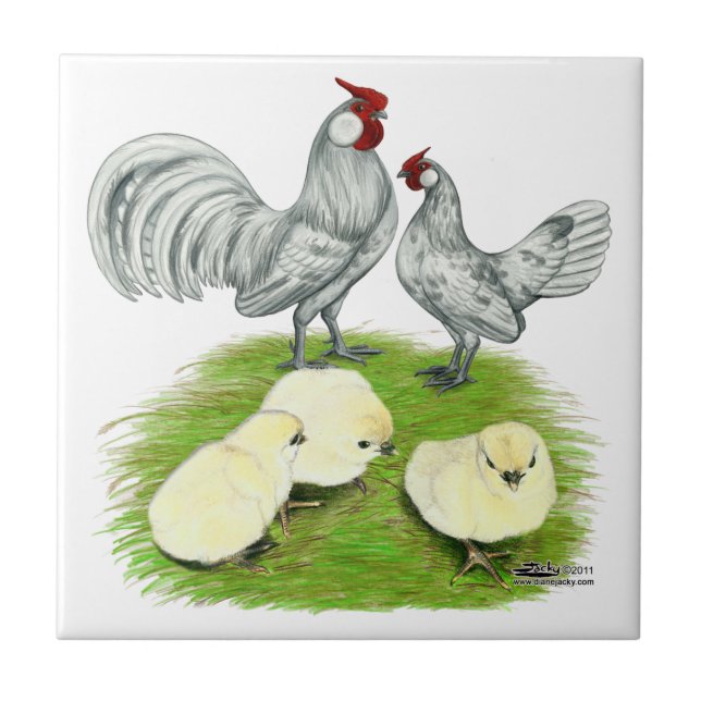 Rosecomb Bantams e Pintinhos (Frente)