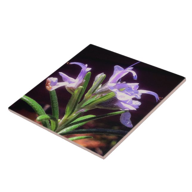 Rosemary Flowers (Lateral)