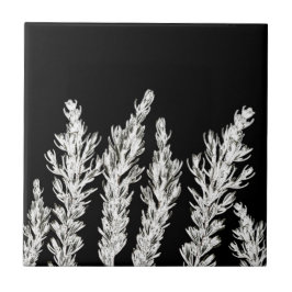 Rosemary Herb deixa branquelo preto