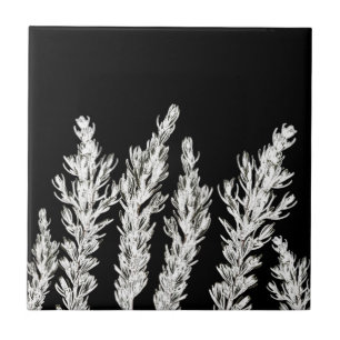Rosemary Herb deixa branquelo preto