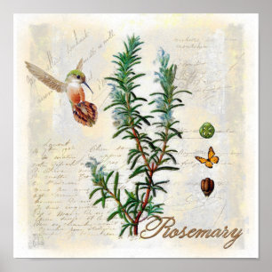 Rosemary, impressão botânico da arte do colibri
