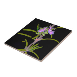 Rosemary in Bloom