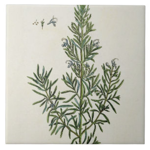 Rosmarinus Officinalis, "de um erval curioso", 1