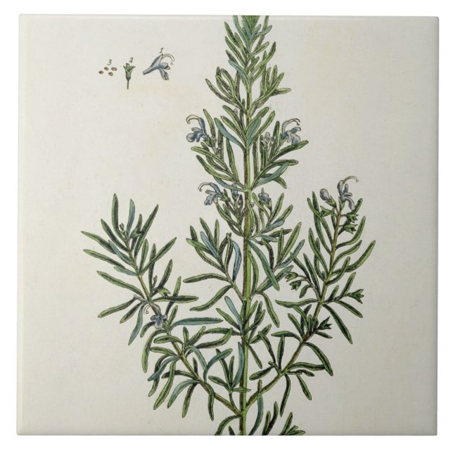 Rosmarinus Officinalis, "de um erval curioso", 1 (Frente)