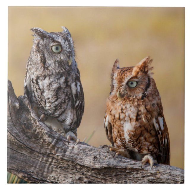 Rosting em Árvore - Ecrã Oriental (Frente)