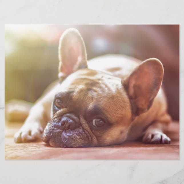 Rosto De Bulldog Francês Bonito, Deitado Para Baix (Frente)
