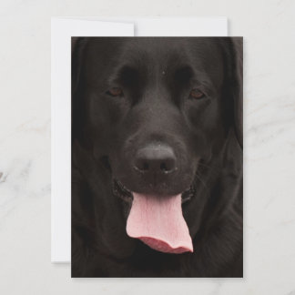 Rosto de cachorro preto