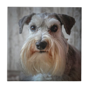 Rosto de Cachorro Schnauzer