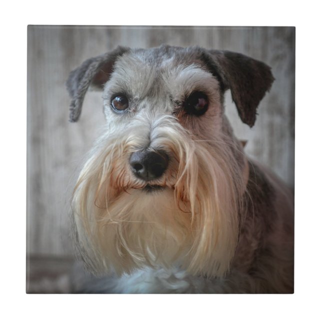 Rosto de Cachorro Schnauzer (Frente)