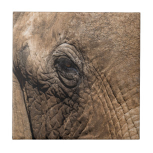 Rosto de um Elefante
