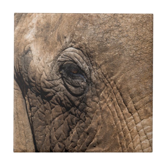 Rosto de um Elefante (Frente)
