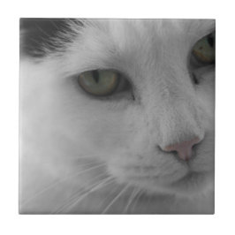 Rostos de gatos pretos e brancos