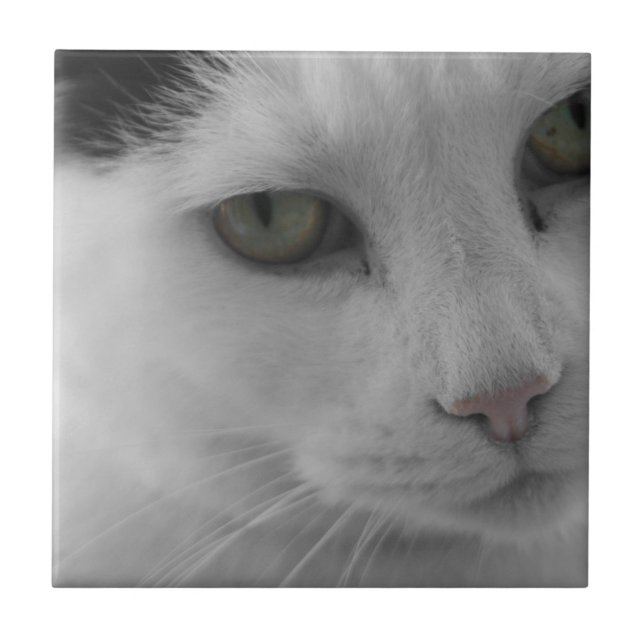 Rostos de gatos pretos e brancos (Frente)