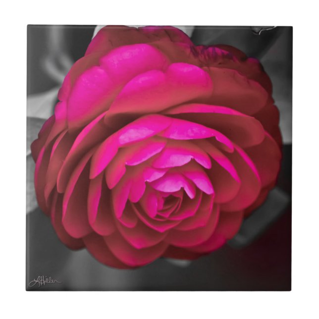Rosy Camellia (Frente)