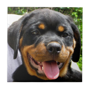 Roteiro