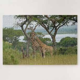 Rothschild-Girafas Uganda. Quebra-cabeça