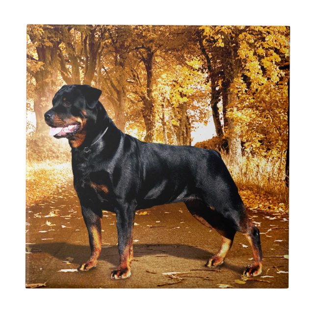 Rottweiler (Frente)