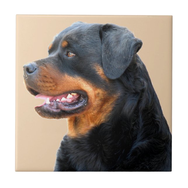 Rottweiler (Frente)