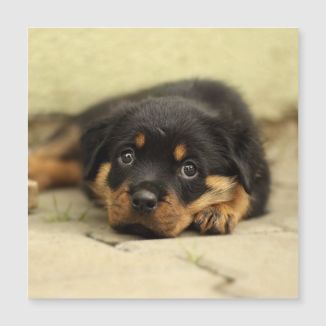 Rottweiler20150901 (Frente)