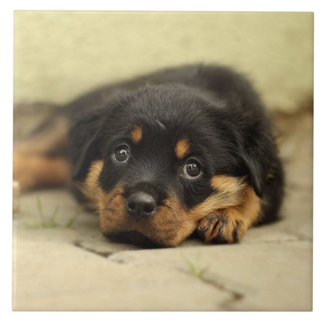 Rottweiler20150901 (Frente)