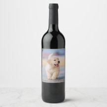Crie seu próprio animal de estimação personalizado