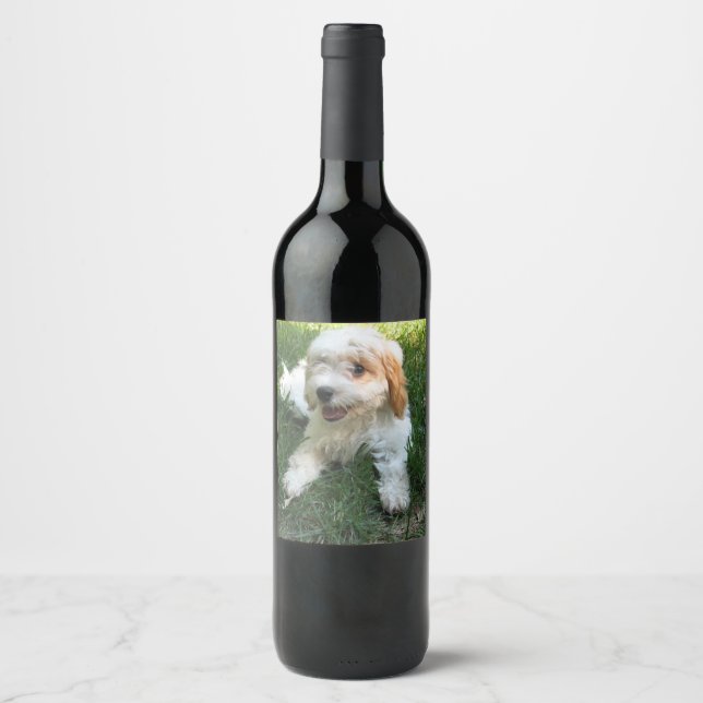 Rótulo De Garrafa De Cerveja Foto personalizada de Cavachon, cão (Frente)