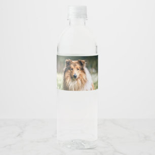 Rótulo De Garrafa De Vinho Collie no Rough Grassland