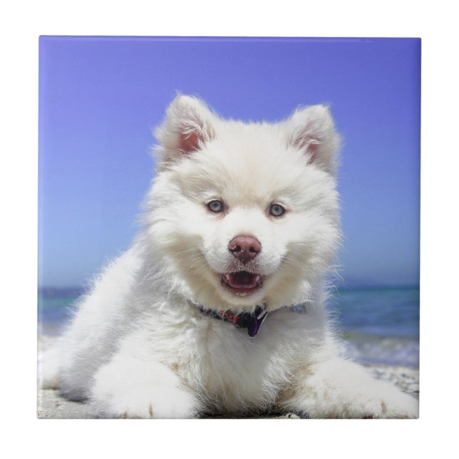 Rouco branco com olhos azuis (Frente)