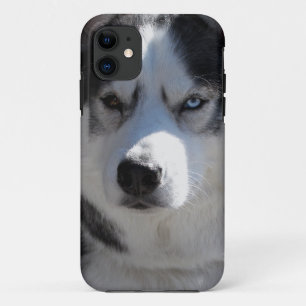 Rouco Cachorro capas de iphone Rouco Malamute Capa
