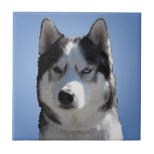 Rouco Dog Art Azulejo cerâmico Malamute Wolf Eyes