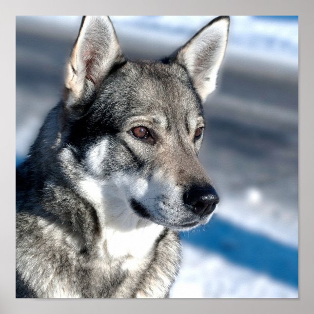 Rouco na Poster de neve (Frente)