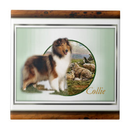Rough Collie Keeper da ovelha
