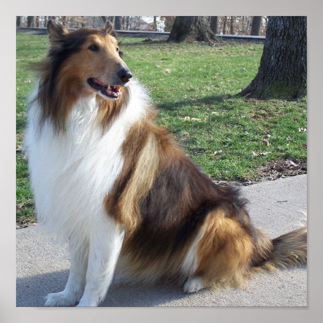 Rough Collie Poster (Frente)