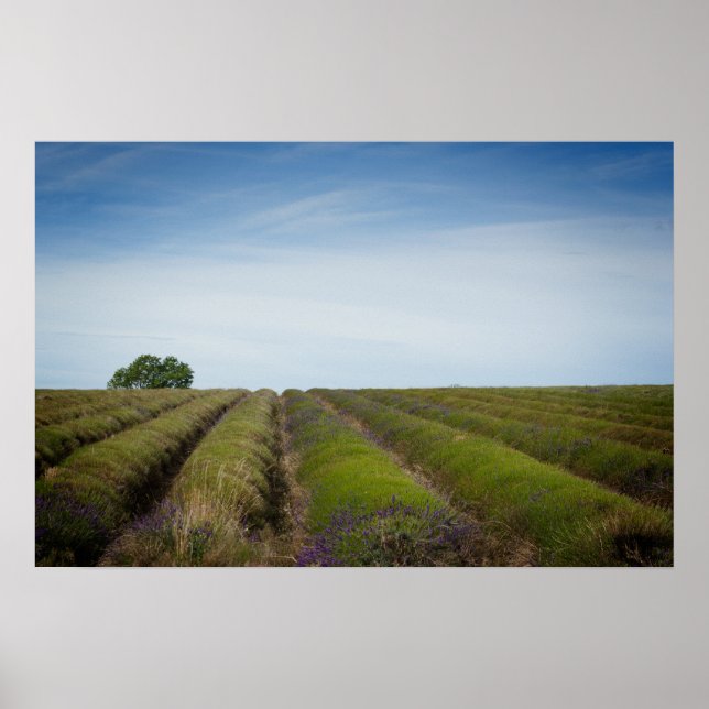 Rows of lavender after harvest poster (Frente)