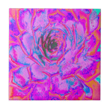 Roxo e Magenta Suculenta Sedum Roseta