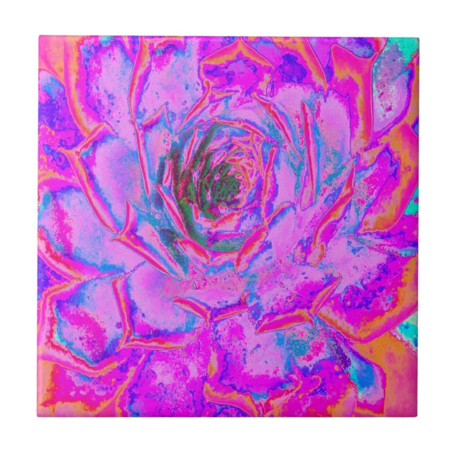 Roxo e Magenta Suculenta Sedum Roseta (Frente)