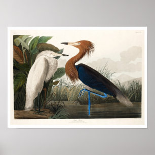 Roxo Heron por Poster de Audubon