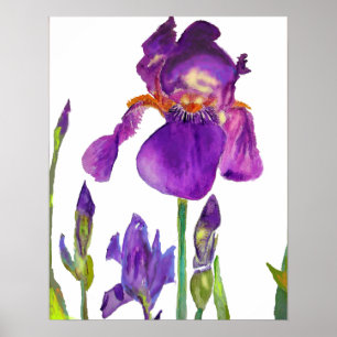 Roxo Iris irai Poster floral Flores