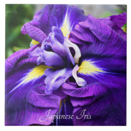 Roxo Japonês Iris Bloom Floral