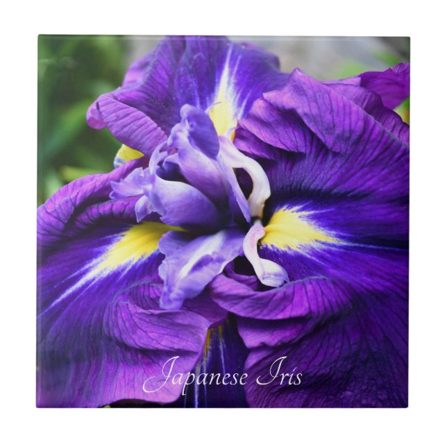 Roxo Japonês Iris Bloom Floral (Frente)