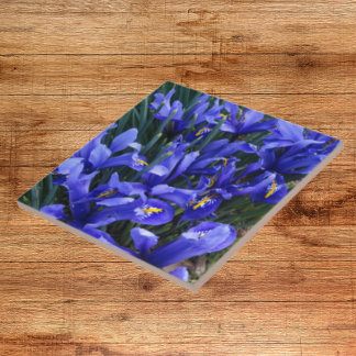Roxo Reticulado Irrita Floral