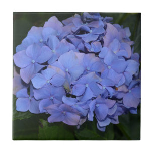 Roxo Roxo Hidrangea macrofilla
