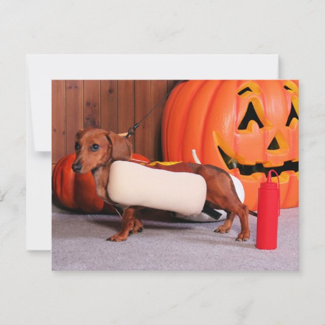 Roxy - Mini Dachshund - Elliott (Frente)