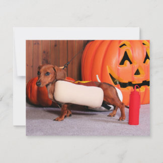 Roxy - Mini Dachshund - Elliott