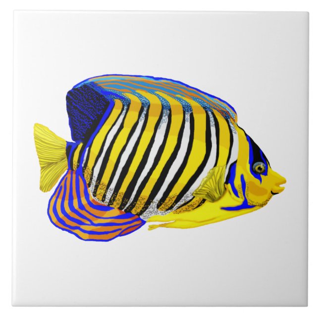 Royal Angelfish (Frente)