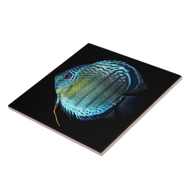 Royal Green Discus (Lateral)