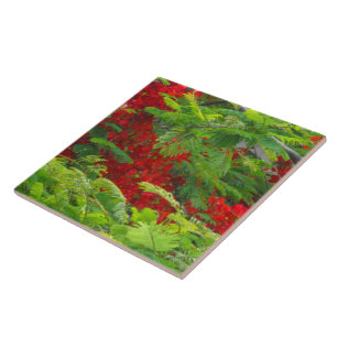 Royal Poinciana