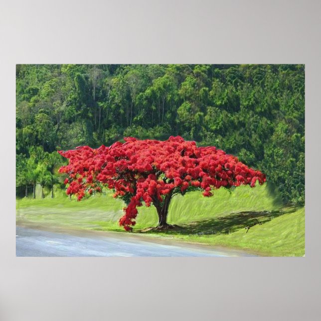Royal Poinciana Poster (Frente)