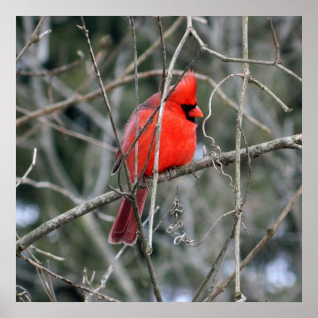 Royal Red Cardinal 24x24 Poster (Frente)