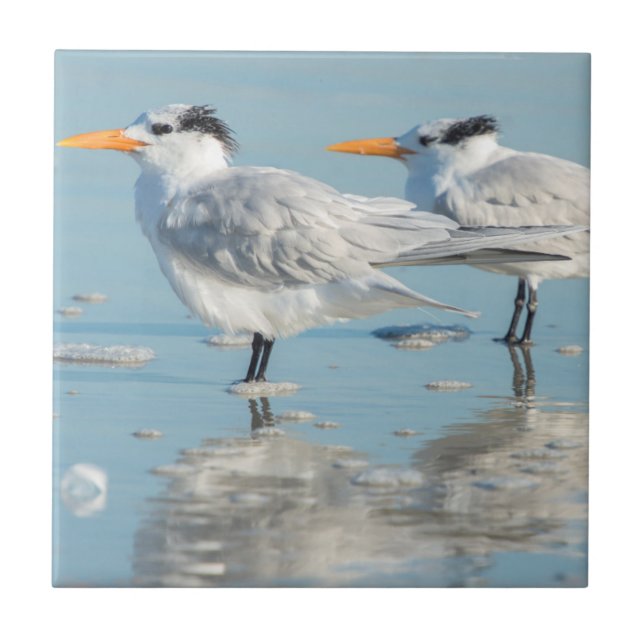 Royal Terns na praia (Frente)